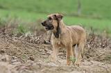 BOUVIER DES ARDENNES 158
